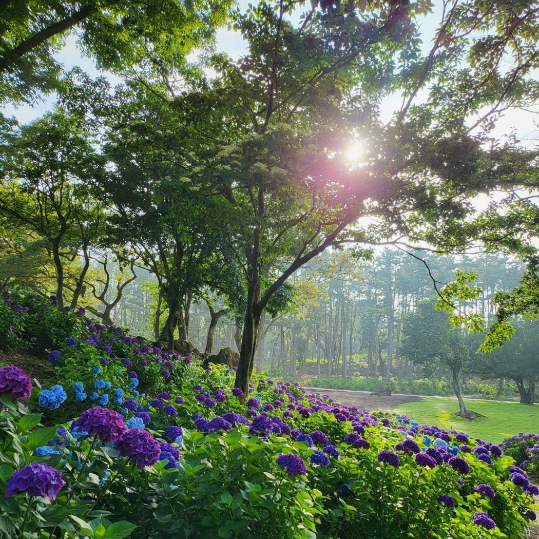 이끼숲소길 이미지 8