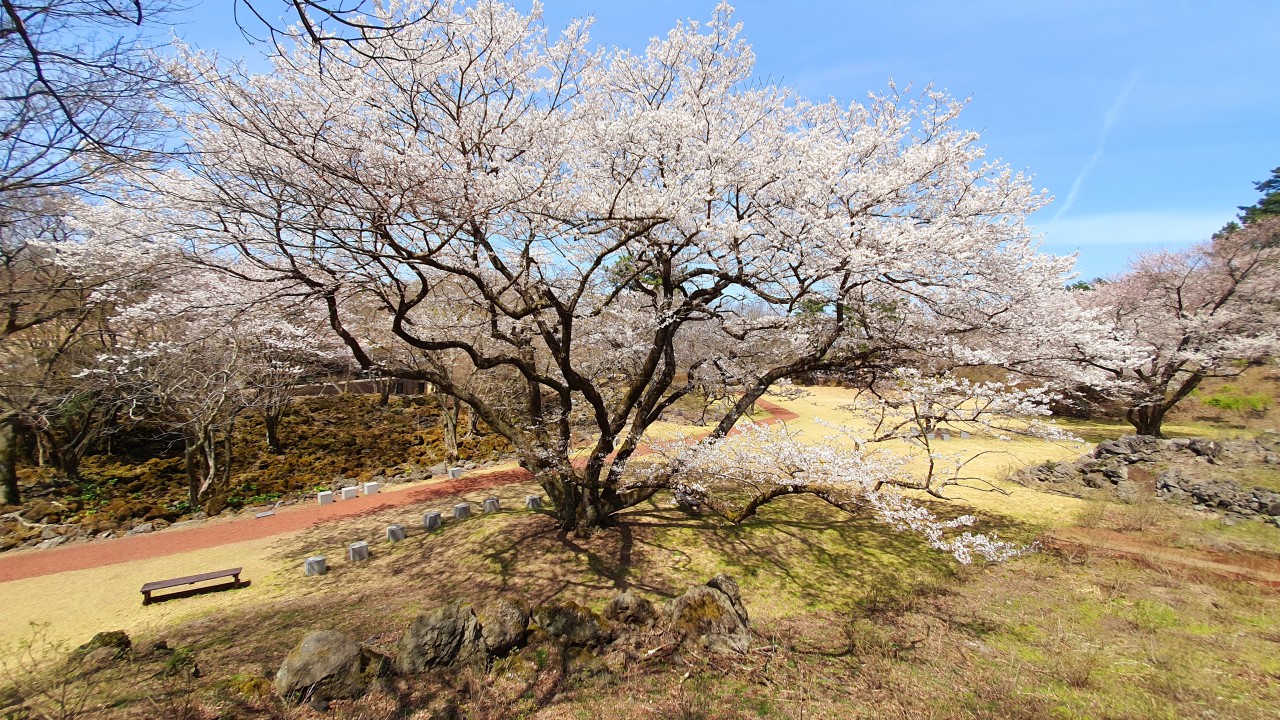 이끼숲소길 이미지 7