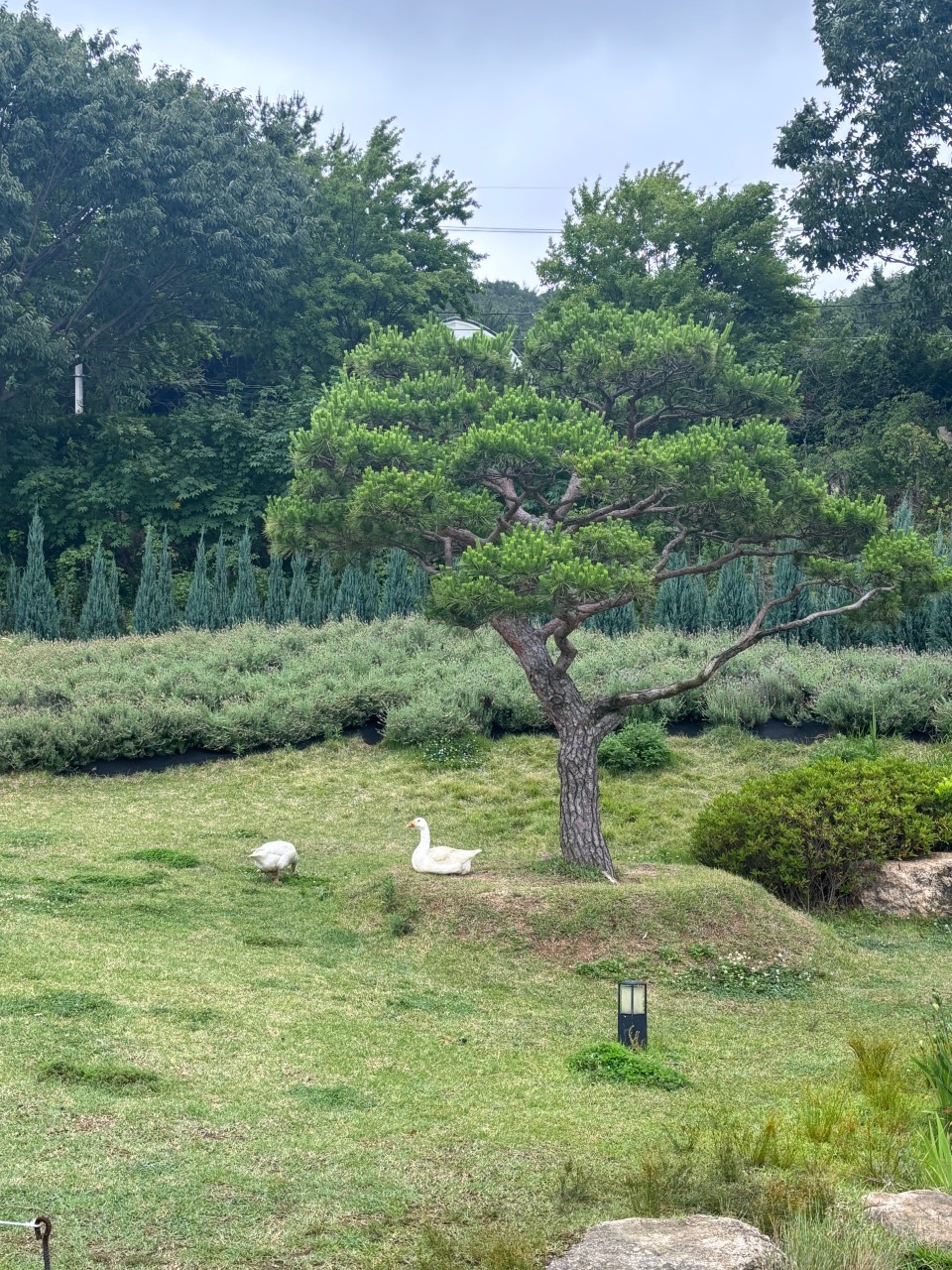느티나무의 사랑 카페 이미지 5