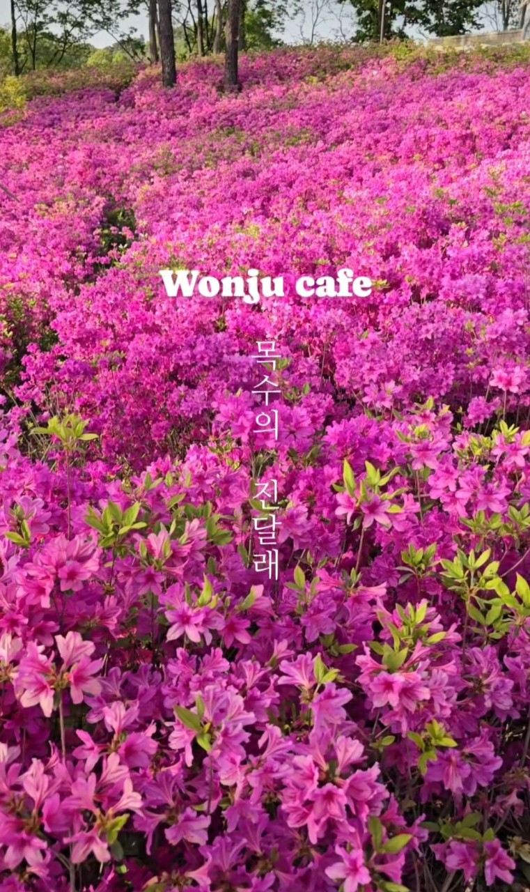 목수의 진달래 이미지 3