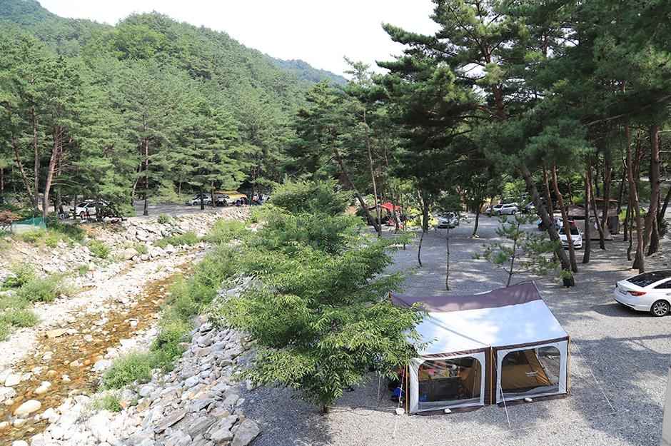영월 소나무와 계곡 캠핑장 이미지 4