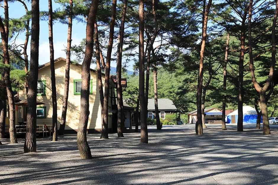 영월 솔밭캠프장 이미지 1