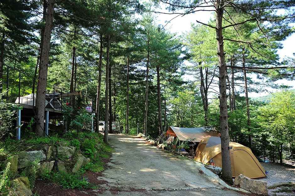 포천 나무새캠핑장 이미지 1