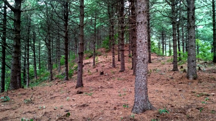 춘천하늘캠핑장 이미지 8