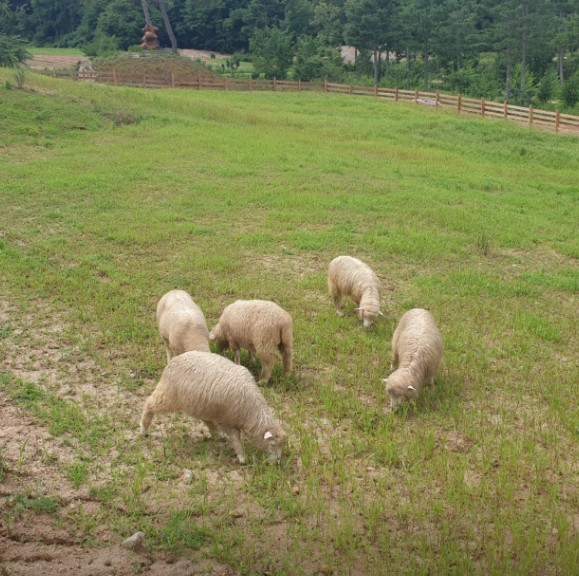 용화산테마파크캠핑장 이미지 4