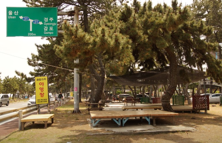 경주 관성해수욕장 솔밭캠핑장 이미지 4