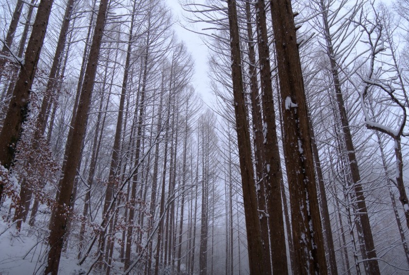 장태산자연휴양림 이미지 7