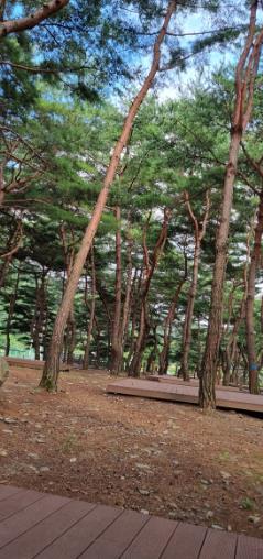 회동 솔향캠핑장 이미지 6
