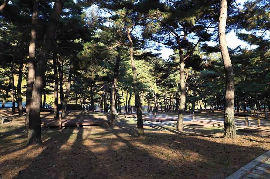 회동 솔향캠핑장 이미지 4
