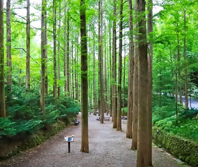 장태산자연휴양림 이미지 8