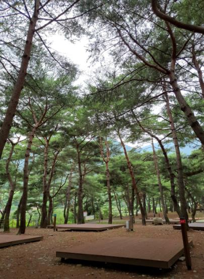 회동 솔향캠핑장 이미지 8