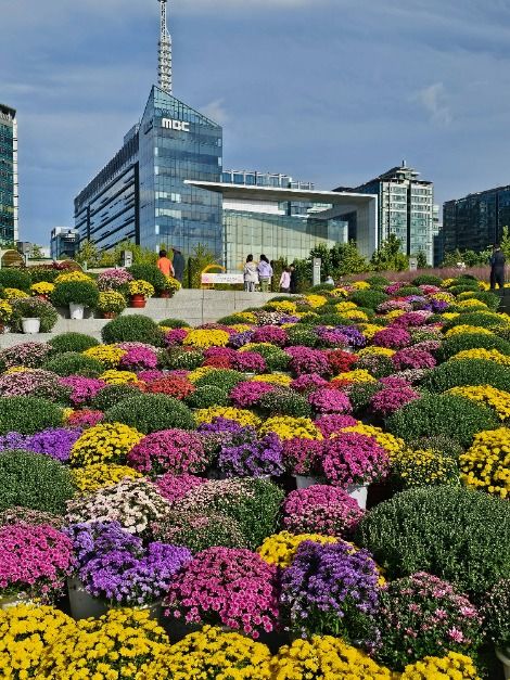 고양가을꽃축제 이미지 7