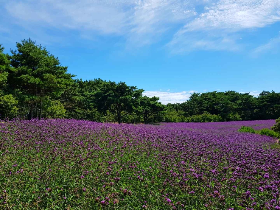 태안 가을꽃박람회 이미지 5