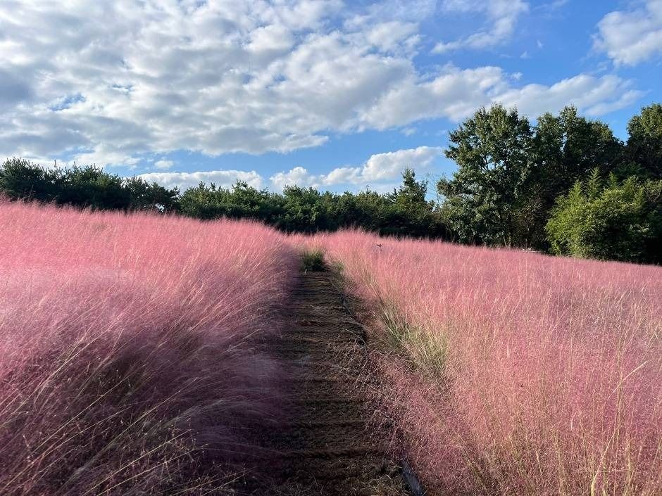 고창청농원 핑크뮬리축제 이미지 4