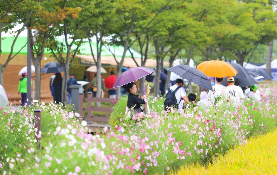 김제지평선축제 이미지 8