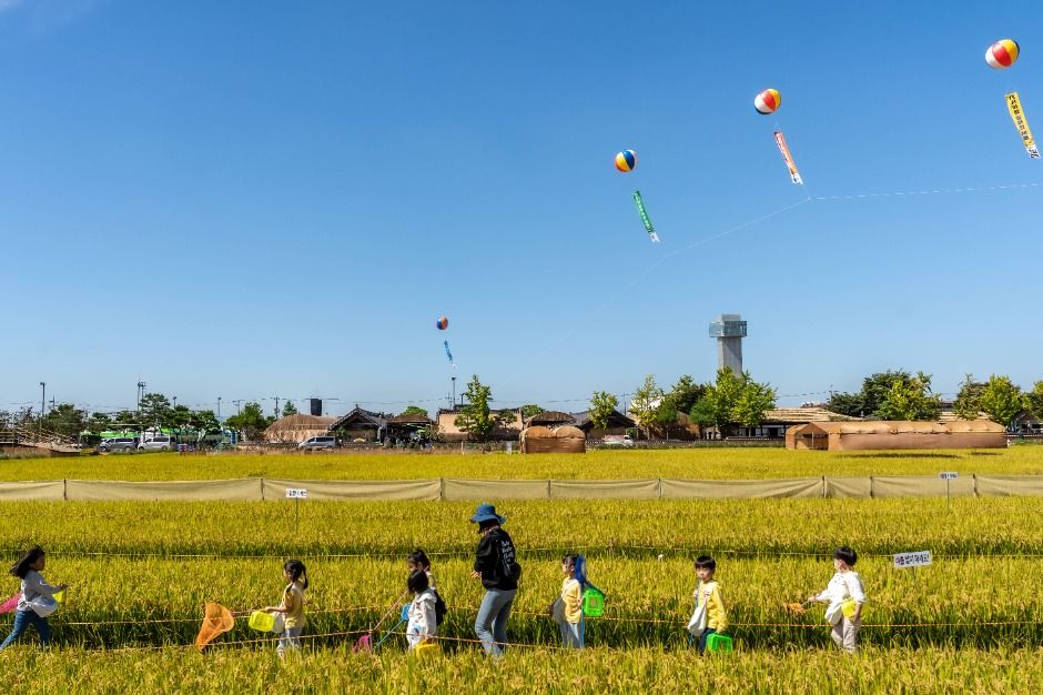 김제지평선축제 이미지 3