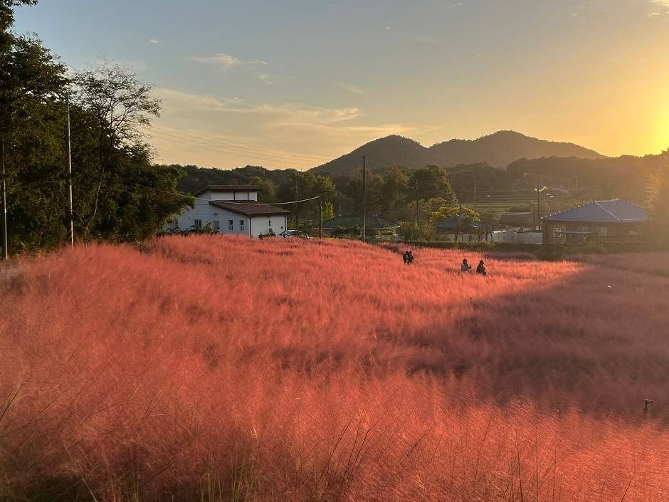 고창청농원 핑크뮬리축제 이미지 2