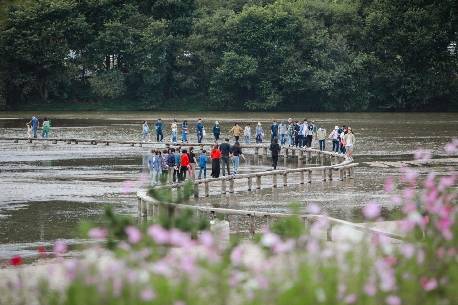 영주 무섬외나무다리축제 이미지 2
