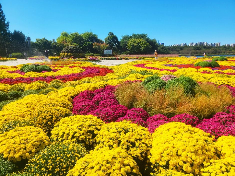 고양가을꽃축제 이미지 4