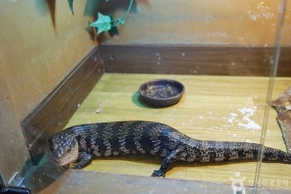 사파리 체험 테마파크 이미지 6