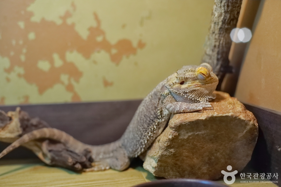 사파리 체험 테마파크 이미지 5