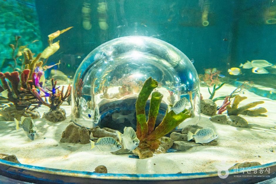 플레이 아쿠아리움 부천 이미지 5