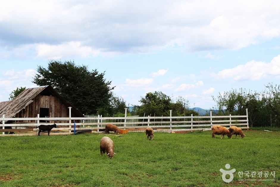 하동 해뜰목장 이미지 8