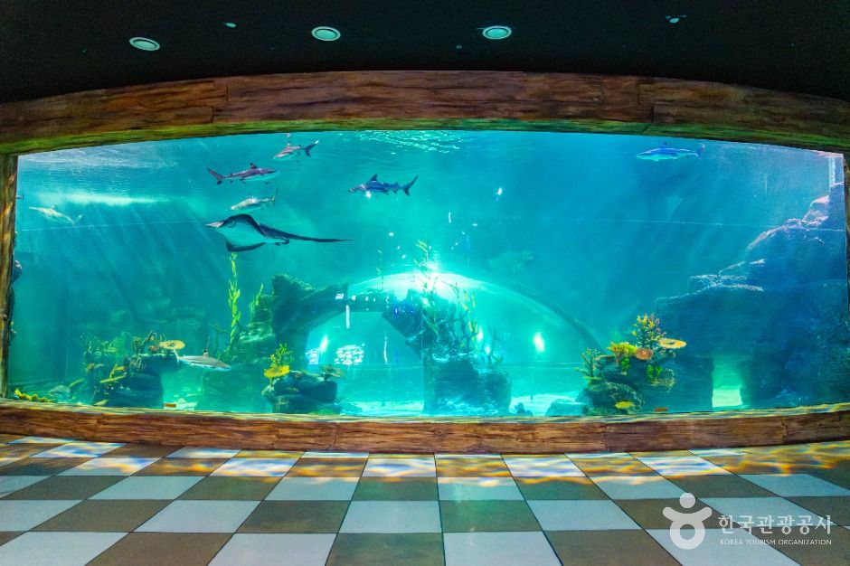 플레이 아쿠아리움 부천 이미지 3