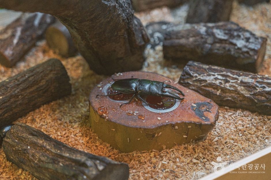 대전곤충생태관 이미지 2