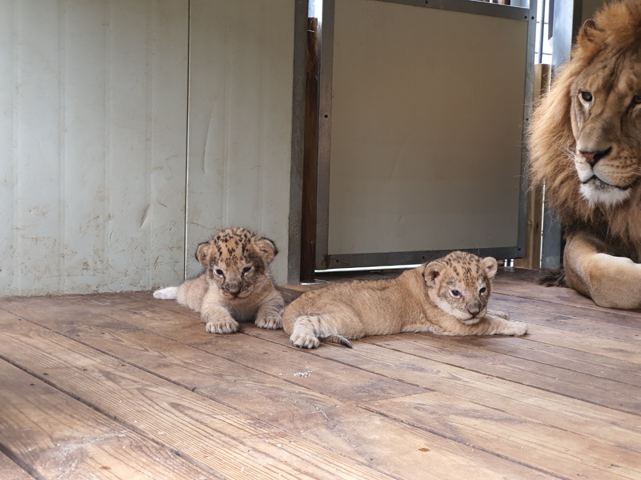 아침고요가족동물원 이미지 4