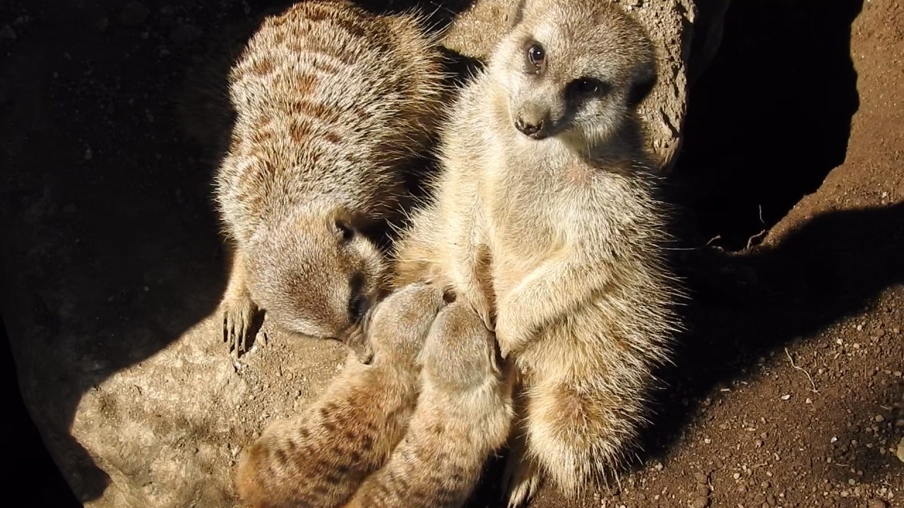 아침고요가족동물원 이미지 7