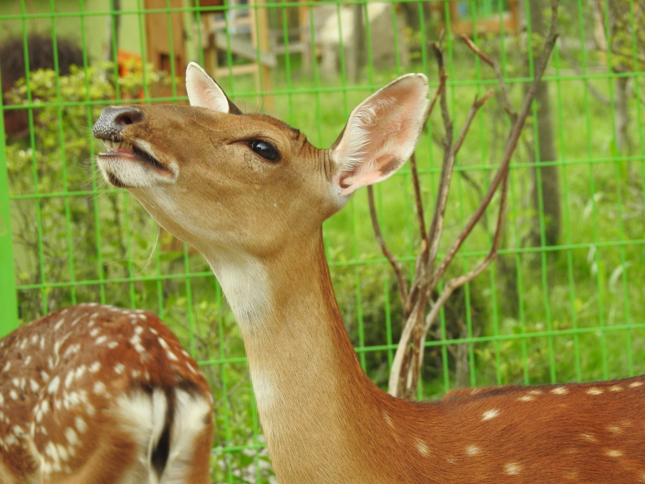 아침고요가족동물원 이미지 5