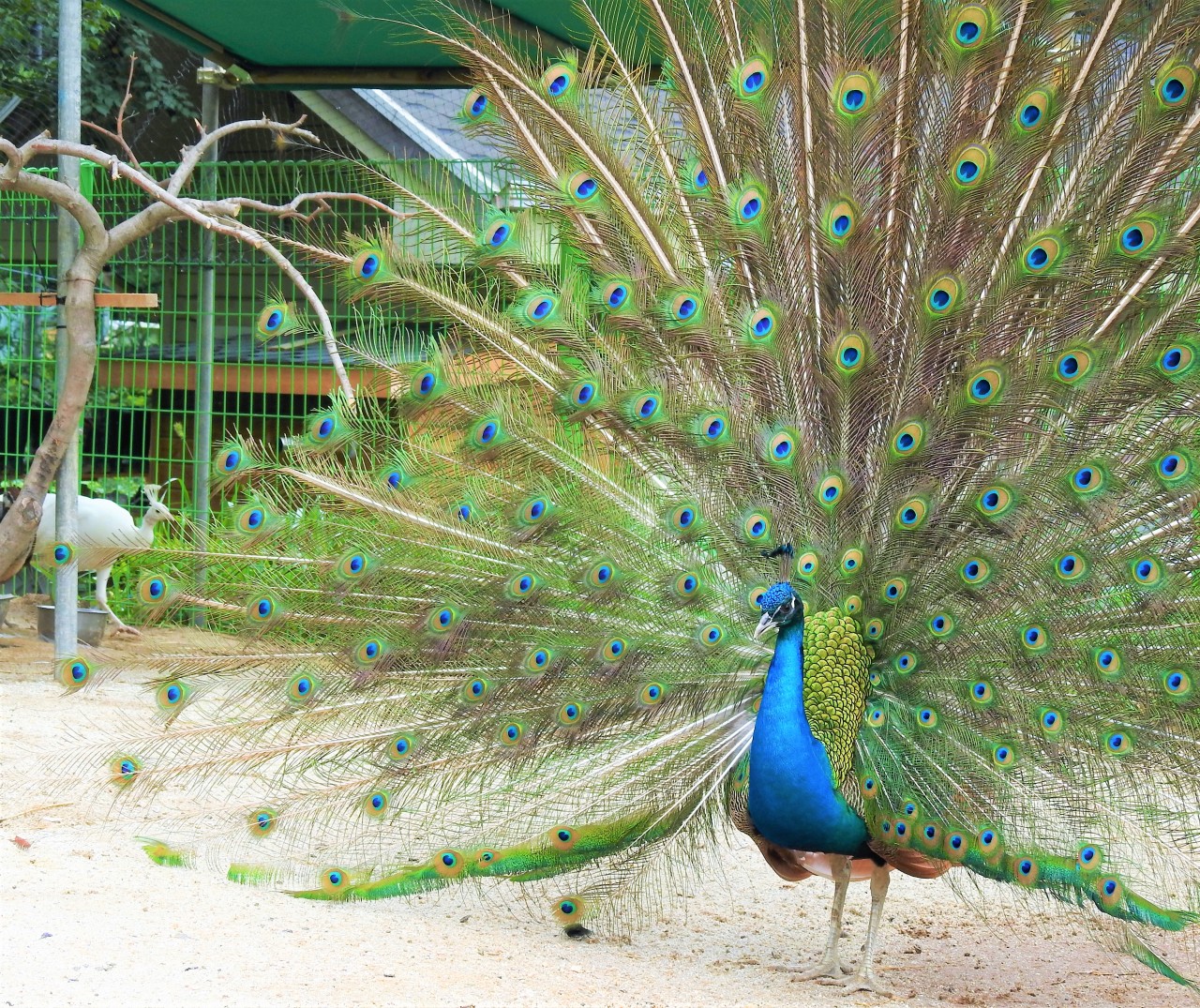 아침고요가족동물원 이미지 12
