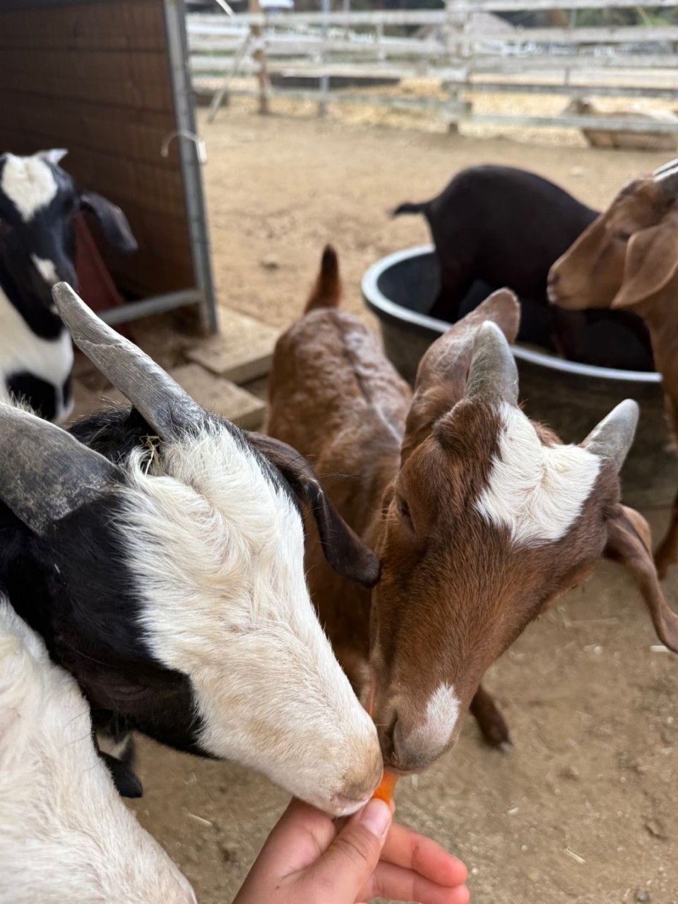 가평양떼목장 이미지 8