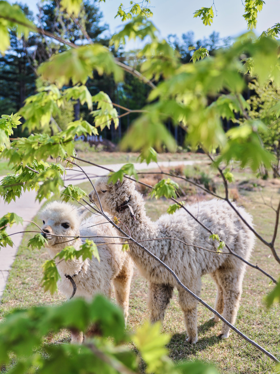 가평양떼목장 이미지 1