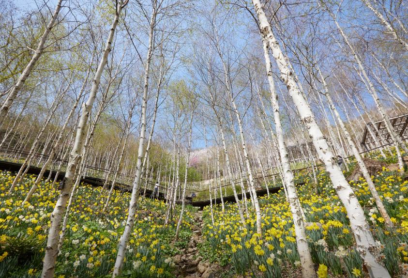 화담숲 모노레일 이미지 11