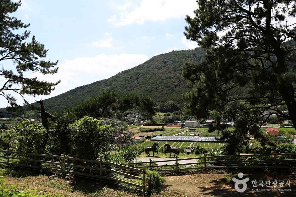 대동승마랜드 이미지 5