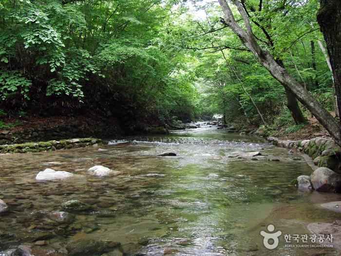 선암사계곡 이미지 5