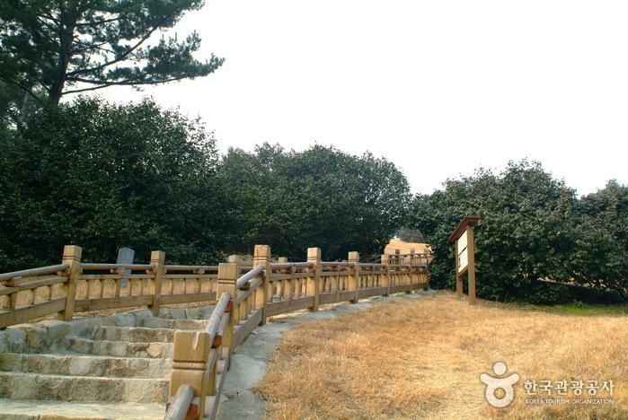 서천 마량리 동백나무 숲 이미지 2