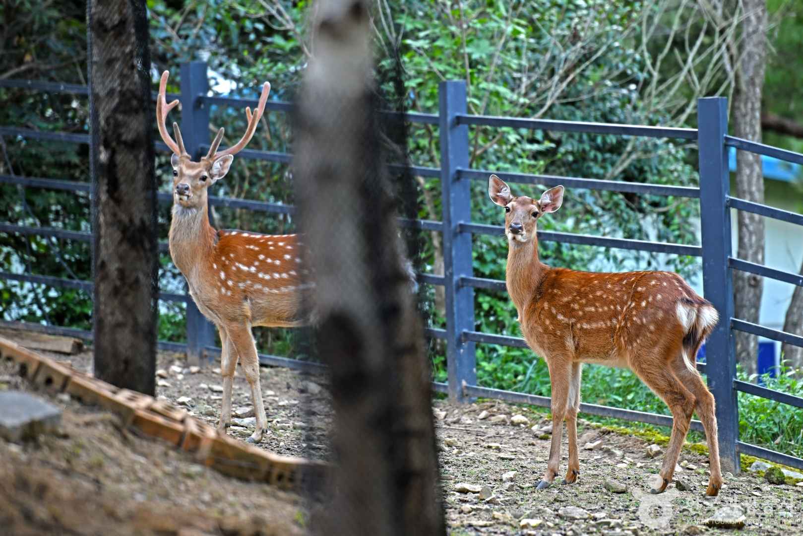 청성애원 우루루동물농장 이미지 5