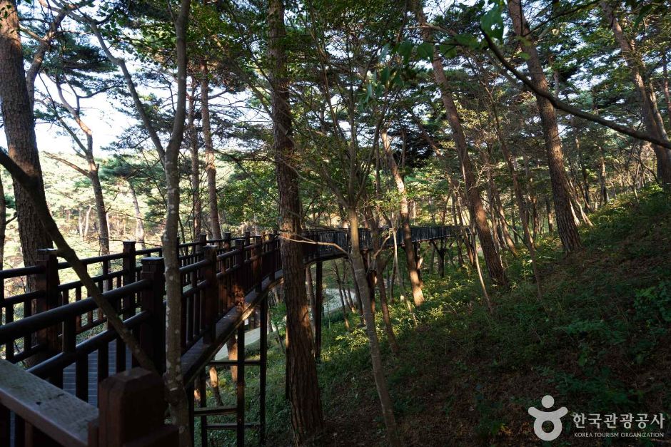 안면도자연휴양림 이미지 1