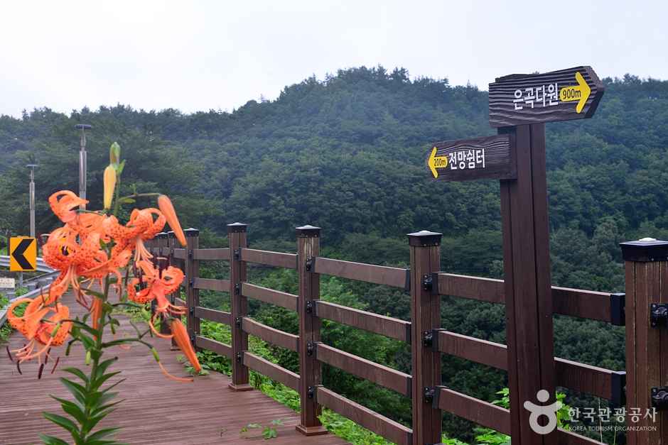 보성 차밭 전망대 이미지 7