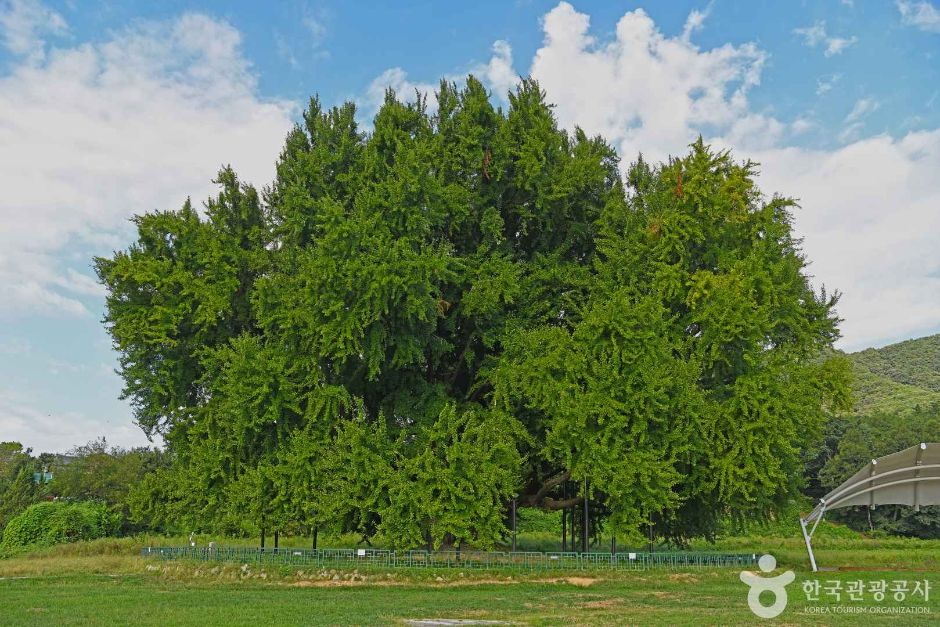 원주 반계리 은행나무 이미지 5