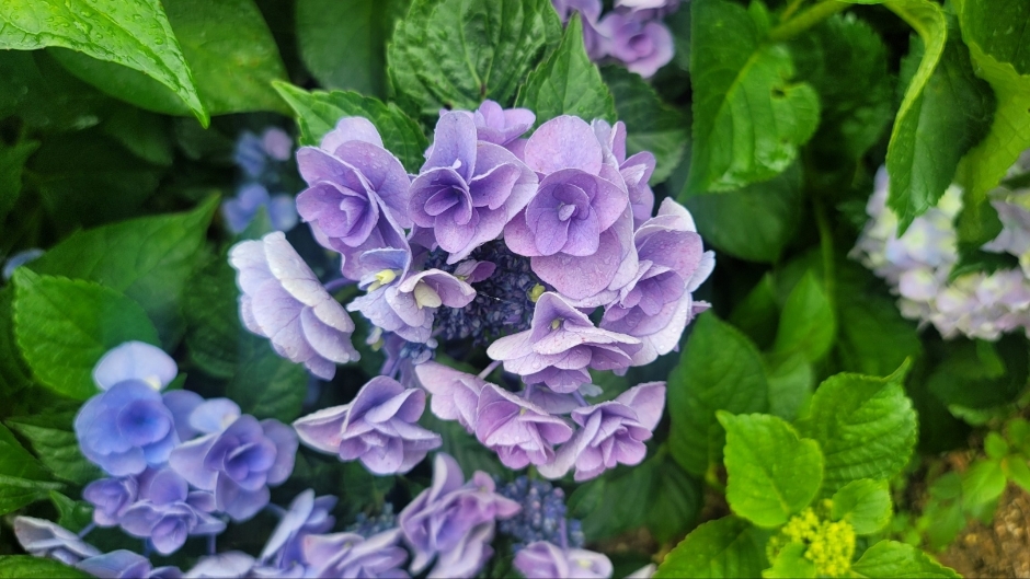보성 골망태다원 이미지 4
