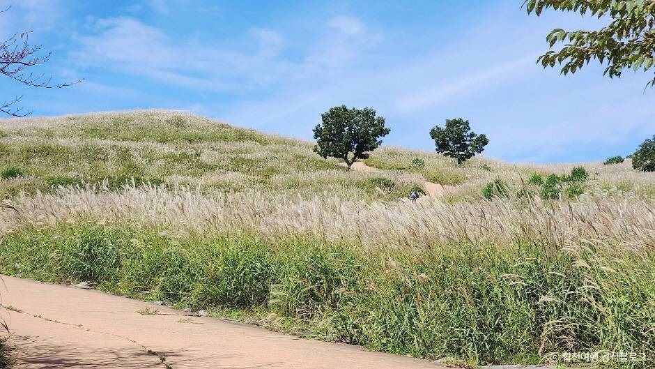 황매산 억새군락지 이미지 5