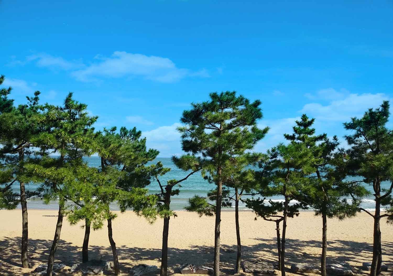 진하해수욕장 이미지 7