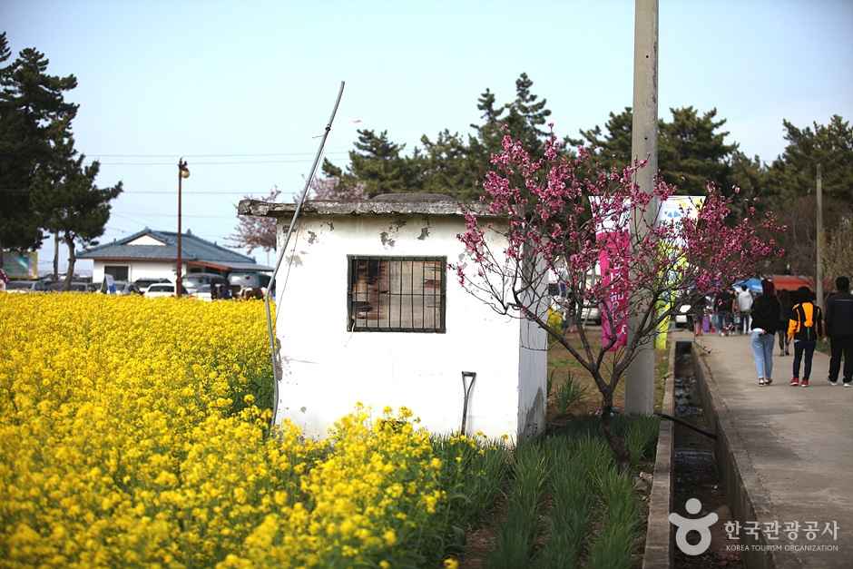 삼척 맹방유채꽃 마을 이미지 3