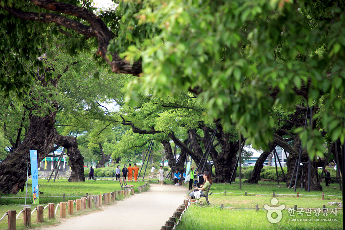 성주 경산리 성밖숲 이미지 4