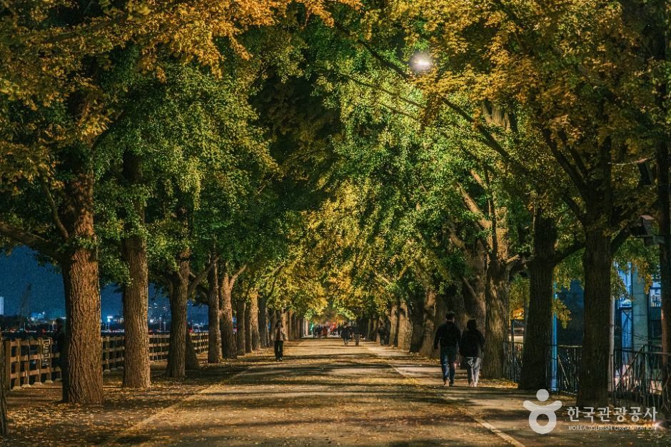 곡교천 은행나무길 이미지 1