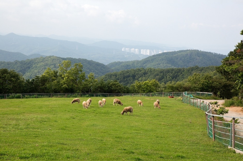 울산양떼목장 이미지 1